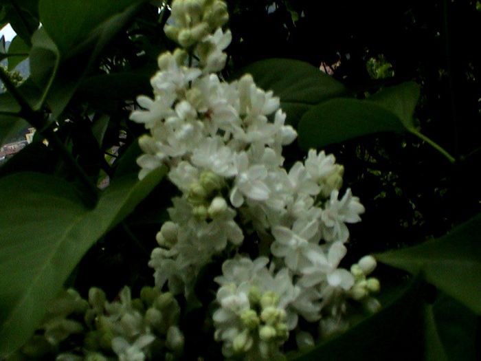DSC01224 - GRADINA MEA IN 2015