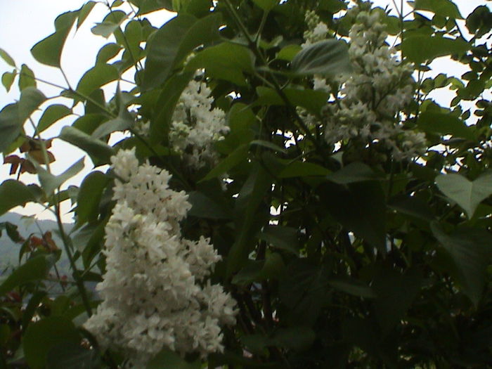 DSC01226