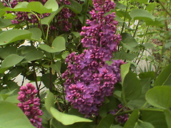DSC01229 - GRADINA MEA IN 2015
