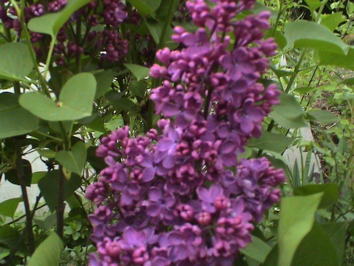 DSC01230 - GRADINA MEA IN 2015