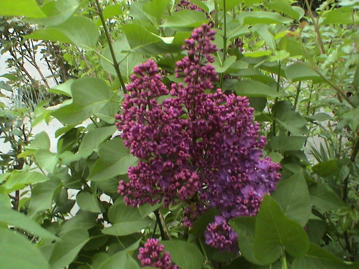 DSC01231 - GRADINA MEA IN 2015
