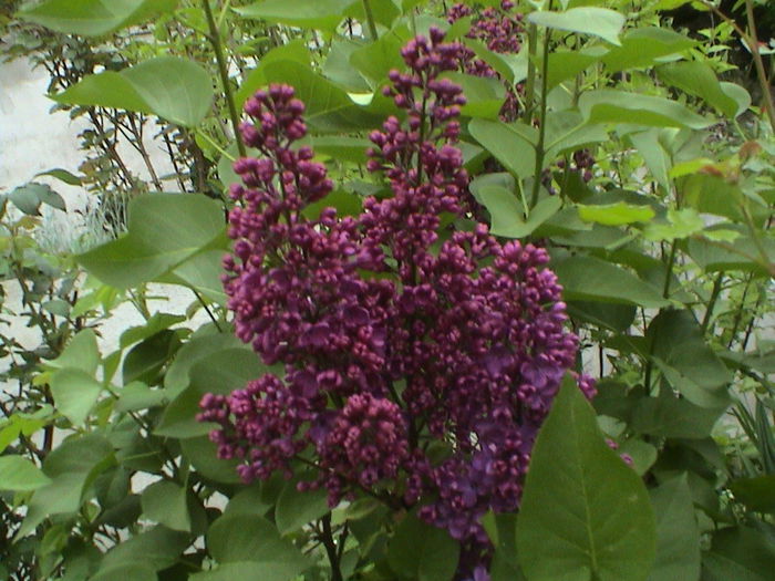 DSC01232 - GRADINA MEA IN 2015