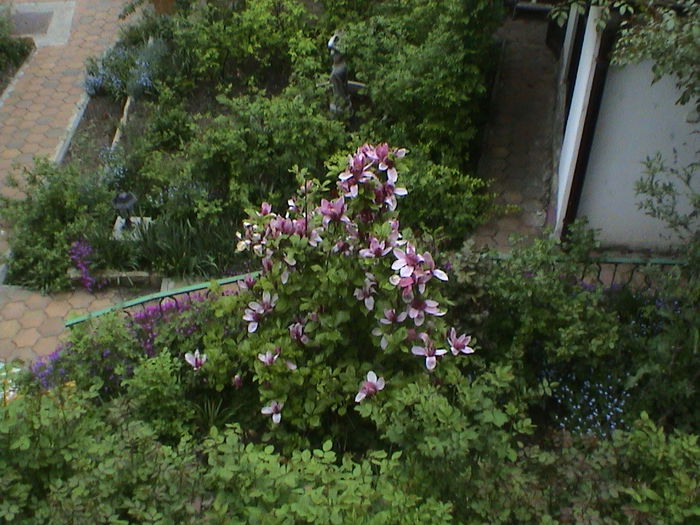 DSC01244 - GRADINA MEA IN 2015