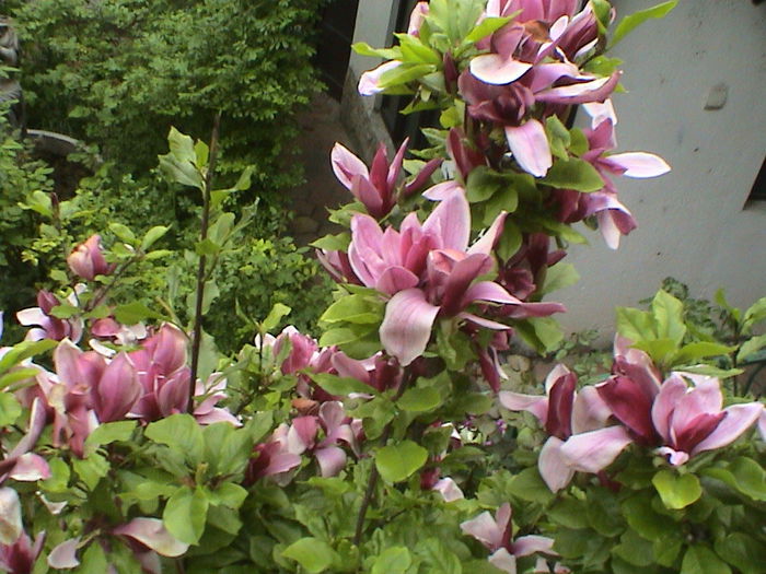 DSC01254 - GRADINA MEA IN 2015