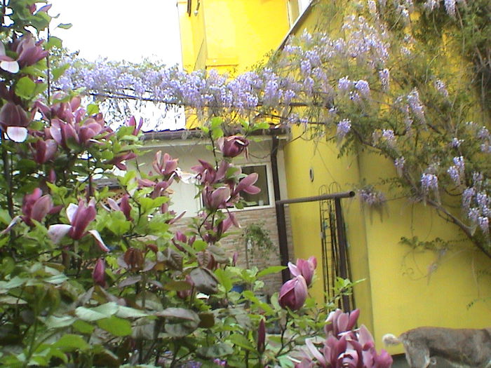 DSC01260 - GRADINA MEA IN 2015