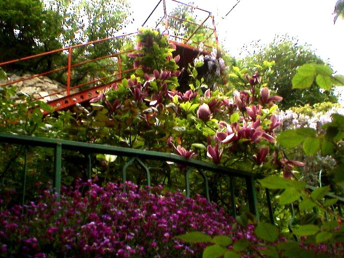 DSC01263 - GRADINA MEA IN 2015