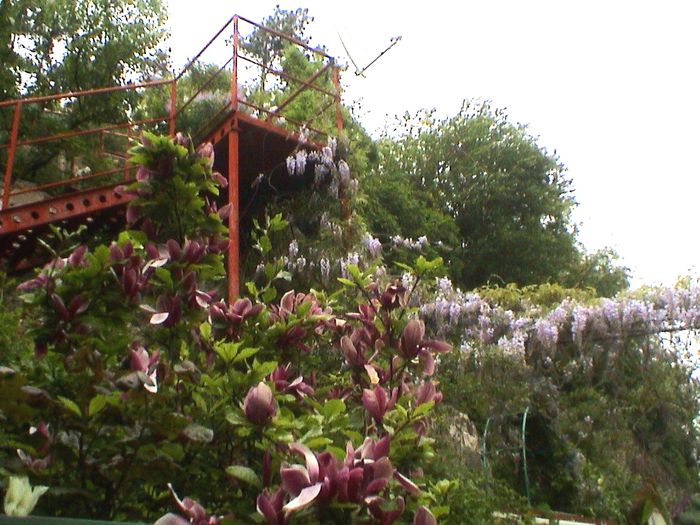 DSC01264 - GRADINA MEA IN 2015