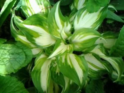 hosta variegat%u0103