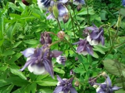 Fotografie4374 - alte flori 2
