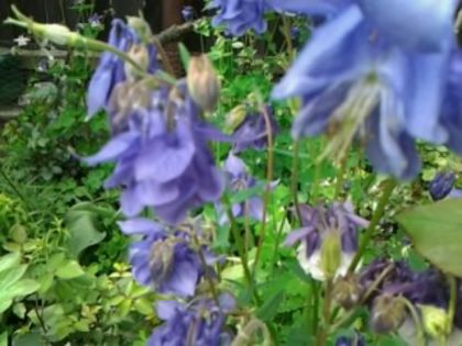 Fotografie4375 - alte flori 2