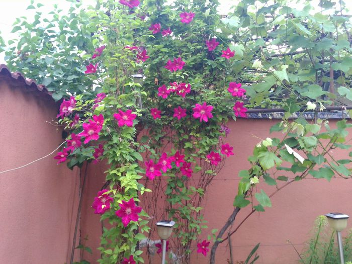 IMG_20150507_073712clematita,