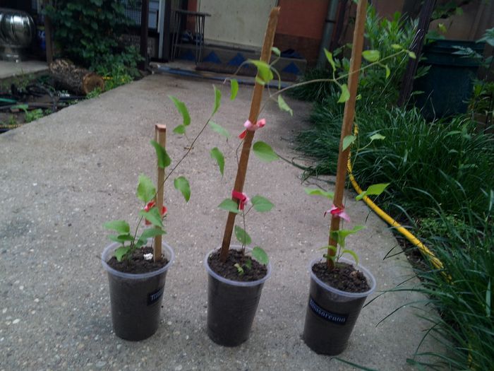 puiuti clematita - poze 2015