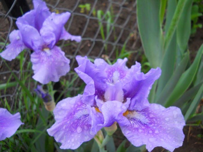 DSCN6298 - iris 2015