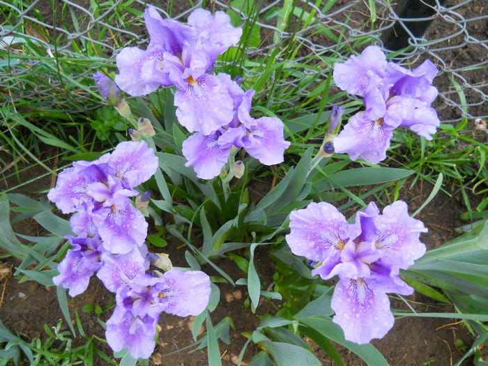 DSCN6299 - iris 2015