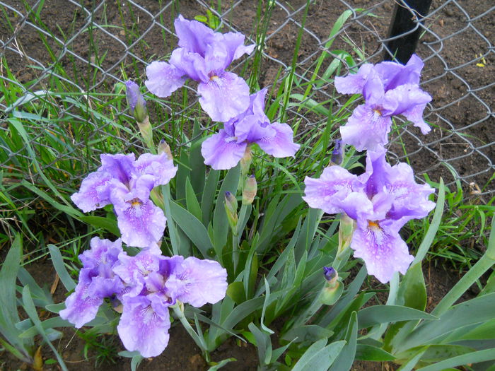 Bedtime Story - iris 2015