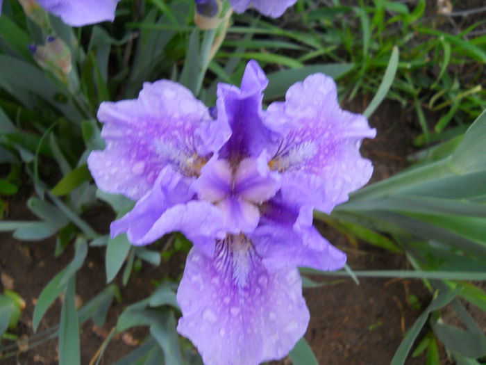 DSCN6297 - iris 2015