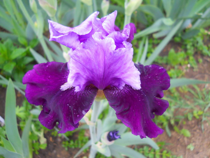 blue bird wine - iris 2015