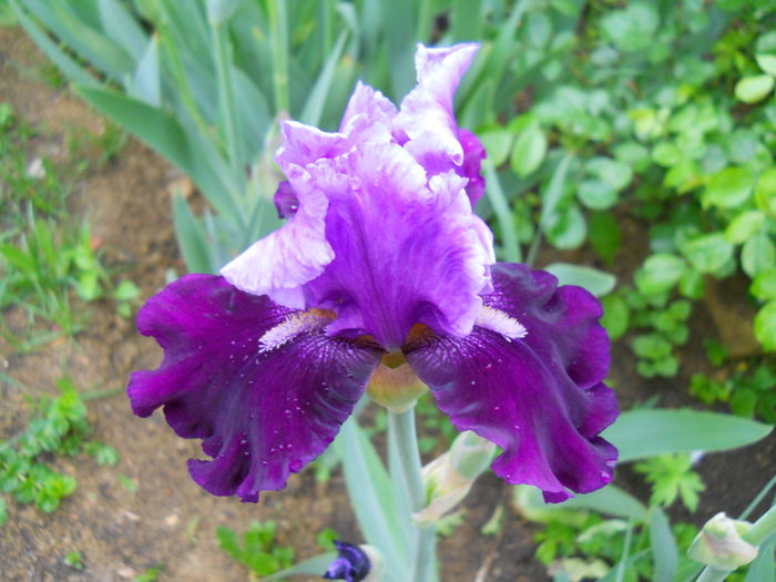 DSCN6301 - iris 2015