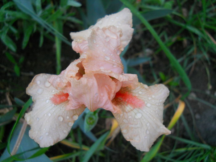 DSCN6294 - iris 2015