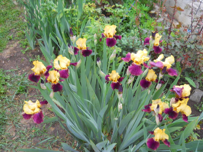 blatant - iris 2015