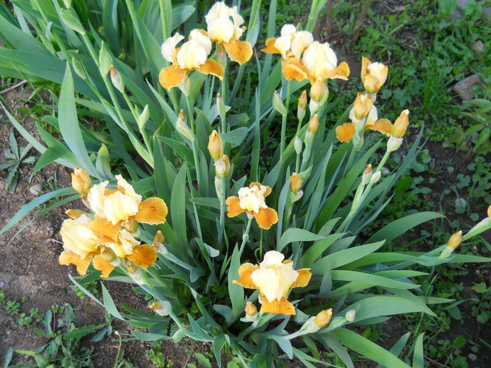honey glazed - iris 2015
