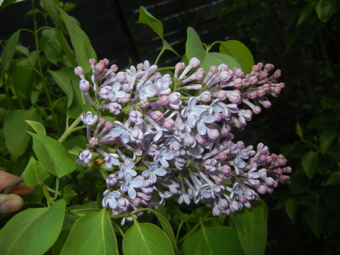 Syringa vulgaris_Lilac (2015, April 20)