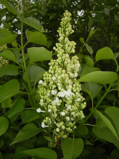 White Lilac Tree (2015, April 20)