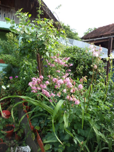 DSC03617 - ANUL 2015