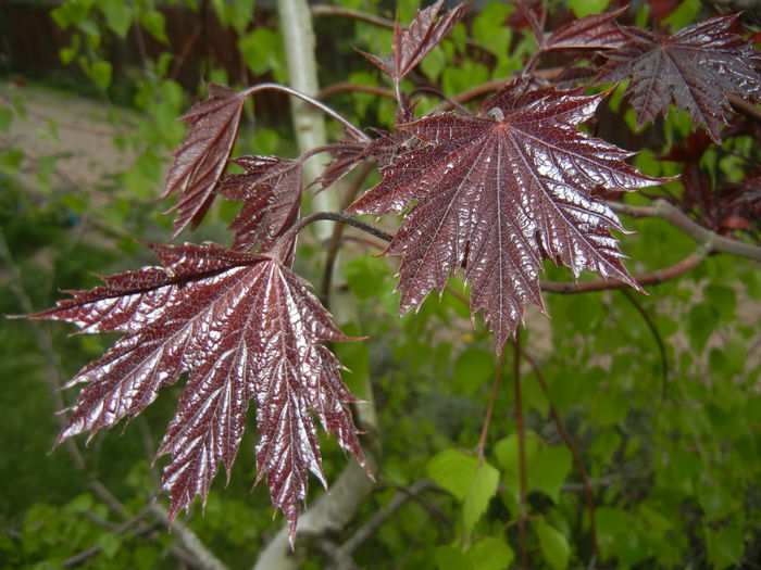 Acer Crimson Sentry (2015, April 20) - Acer Crimson Sentry