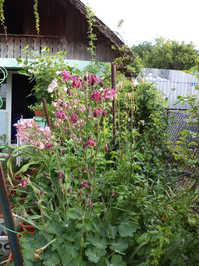 DSC03618 - ANUL 2015