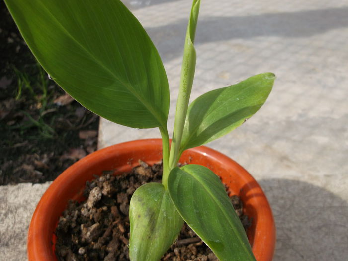 Acesta este cel mai mare