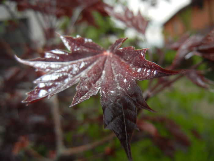 Acer Crimson Sentry (2015, April 20)