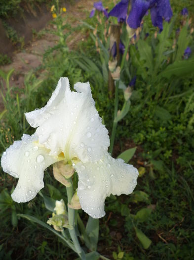 DSC03621 - ANUL 2015