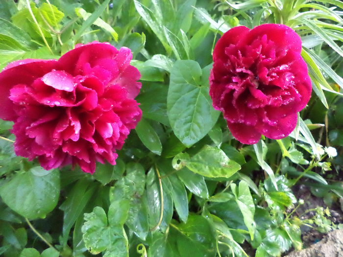 DSC03624 - ANUL 2015