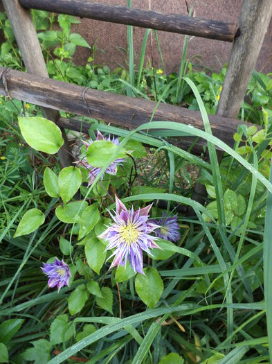 DSC03625 - ANUL 2015