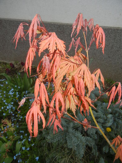 Acer palmatum Ariadne (2015, April 20)