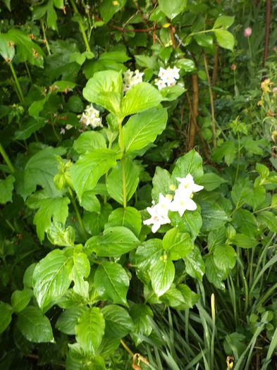 DSC03627 - ANUL 2015