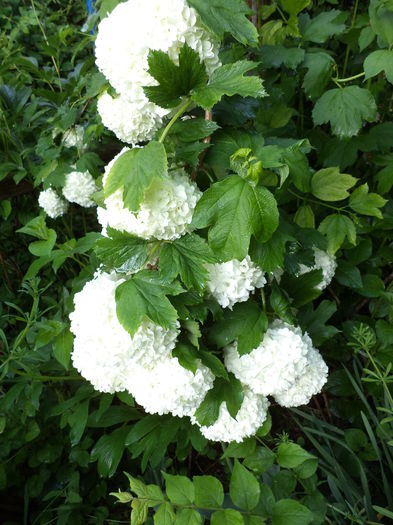 DSC03628 - ANUL 2015