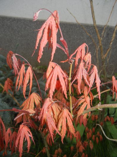 Acer palmatum Ariadne (2015, April 20)