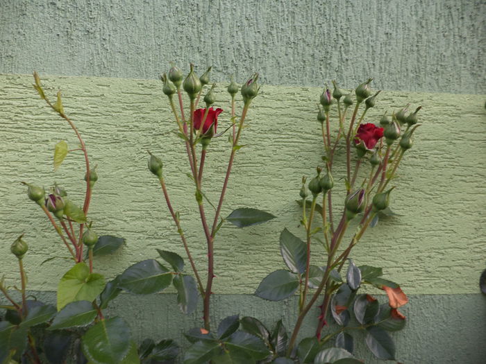 DSC03630 - ANUL 2015