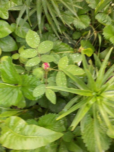 DSC03631 - ANUL 2015