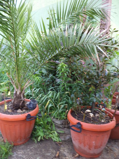 DSC03633 - ANUL 2015