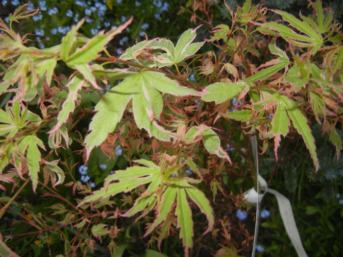 Acer palmatum Butterfly (2015, Apr.20)