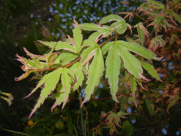 Acer palmatum Butterfly (2015, Apr.20) - Acer palmatum Butterfly