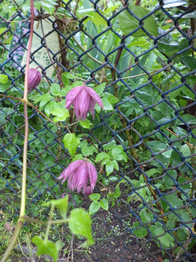 DSC03638 - ANUL 2015