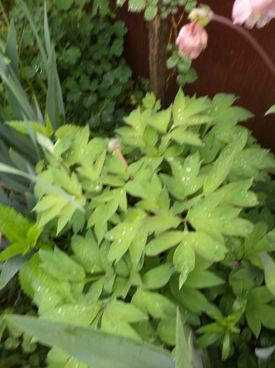 DSC03640 - ANUL 2015