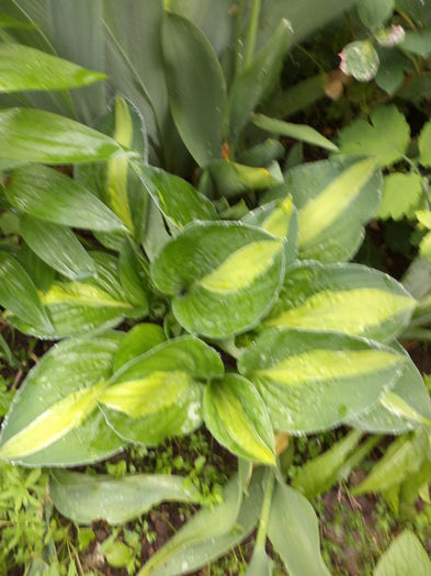 DSC03641 - ANUL 2015