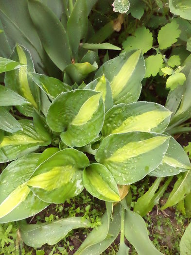 DSC03642 - ANUL 2015