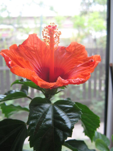 Picture My plants 3050