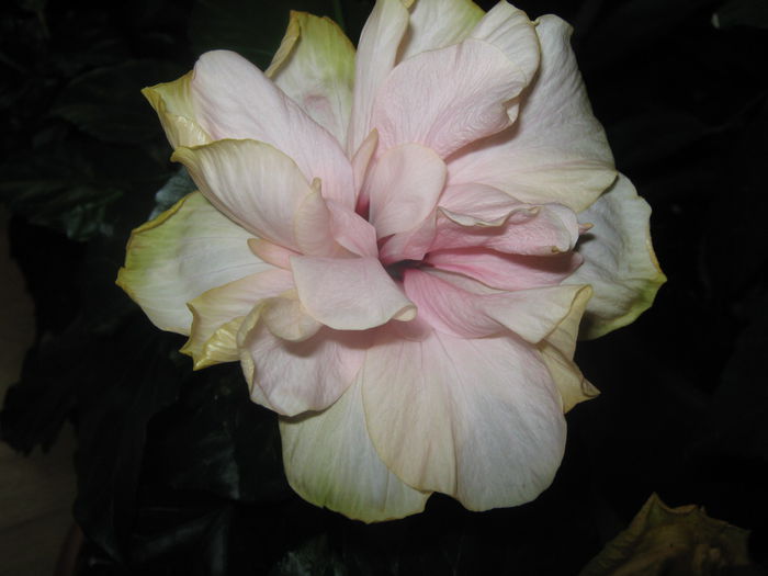 Classic Pink